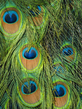 Peacock Feathers, Pavo Cristatus, Native to India