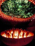 Rafflesia Flower Interior, Rafflesia Keithii, Mt Kinabalu National Park, Sabah, Borneo