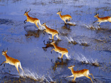 Red Lechwe Running (Aerial), Kobus Leche Leche, Okavango Delta, Botswana