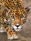 Jaguar Stalking, Panthera Onca, Belize