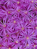 Pink Mesem Flowers, Mesembryanthemum Sp., Namaqualand National Park, South Africa