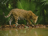 Jaguar at Waterhole, Panthera Onca, Belize
