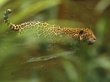 Jaguar in Water, Panthera Onca, Brazil