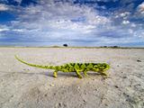 Flap-Necked Chameleon Crossing Salt Pan, Chamaeleo Dilepis Dilepis, Makgadikgadi Pans, Botswana