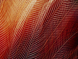 Greater Bird of Paradise Plumage, Paradisaea Apoda, Papua New Guinea