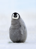 Emperor Penguin Chick, Aptenodytes Forsteri, Antarctica