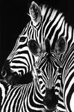 Zebra-