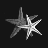 Shell Collection II