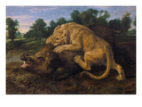 A Lioness Attacking a Wild Boar