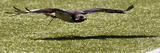 Seattle Seahawks - Sept 16, 2012: Taima