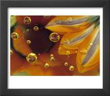 Petals on Mylar Surface with Dew Drops