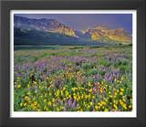 Meadow of Wildflowers in the Many Glacier Valley of Glacier National Park, Montana, USA