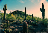 Desert Garden in Arizona