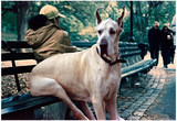 Great Dane on Central Park Bench NYC