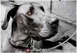 Great Dane