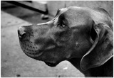 Great Dane