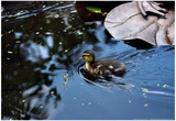 Baby Ducks on Pond