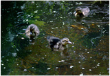 Baby Ducks on Pond