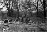 Geese in a Row