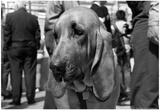 Bloodhound in NYPD K9 Unit