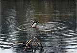 Duck Diving into Pond