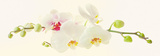 Orchidea