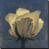 Glowing White Rose