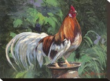 Red And White Rooster