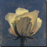 Glowing White Rose
