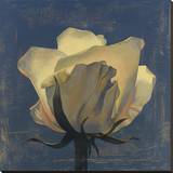 Glowing White Rose