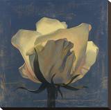 Glowing White Rose