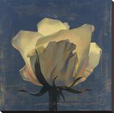 Glowing White Rose