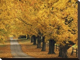 Rural Road in Autumn