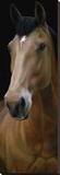 Horse Panel