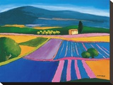 Parterre De Lavande