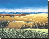 Winter Oaks And Vineyards