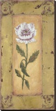 Antique Oriental Poppy