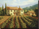 Tuscan Vineyard
