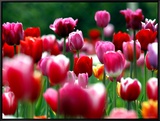 Rain Drops Twinkle on Blooming Tulips on a Field near Freiburg, Germany