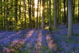 Buy Bluebell Wood at Coton Manor at AllPosters.com