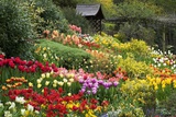 Tulips at Little Larford