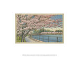 Cherry Blossoms, Potomac Park