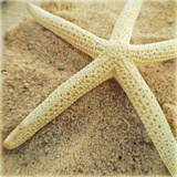 Starfish