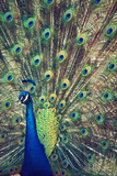 Royally Blue I