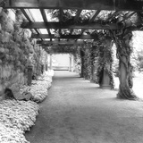 Garden II