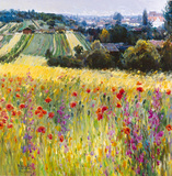 Wild Poppy View