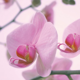 Lavender Mist I