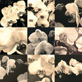 Orchid Rhapsody