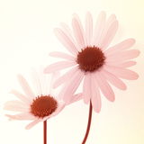 Daisy II