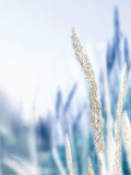 Blue Grass II